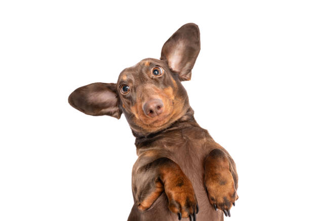 istock Cute Dachsund dog with big ears 2155567814