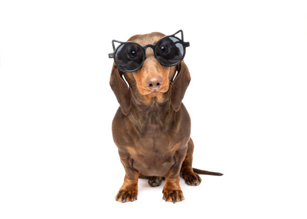 istock Dachsund with cat sunglasses sitting isolated on white studio background portrait 2155567890