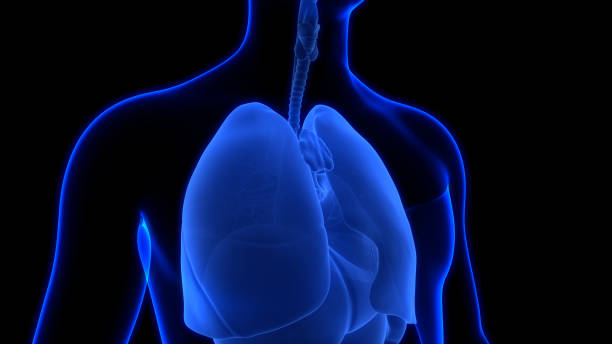 istock Human Respiratory System Lungs Anatomy 2155568359