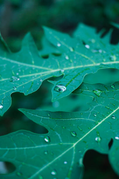 istock a close up of a leaf with water drops on it 2155569772
