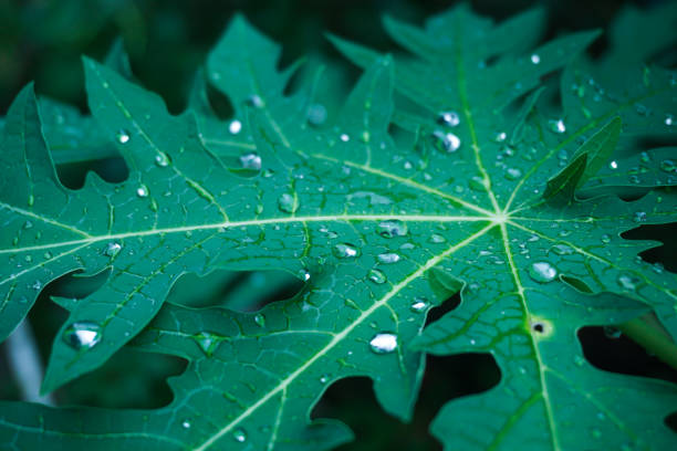 istock a close up of a leaf with water drops on it 2155569838