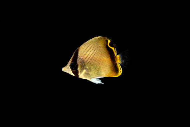 istock Vagabond butterflyfish (Chaetodon vagabundus) juvenile 2155571049