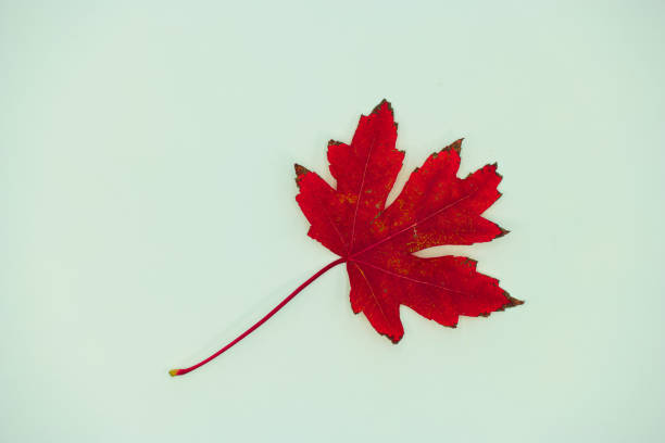 istock plant, autumn, natural, nature, botany, flora, background, light, cut-off, patterns, 2155573594