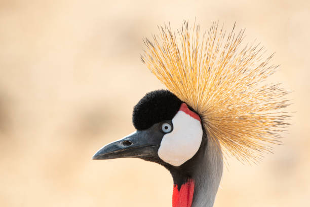 istock The Grey Crowned Crane bird 2155573758