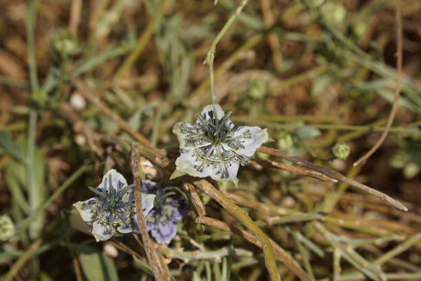 Nigella arvensis - wild plant. Plant blooming in spring.