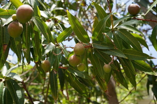 istock A bunch of mango with leaves . Young mango. 2155574337