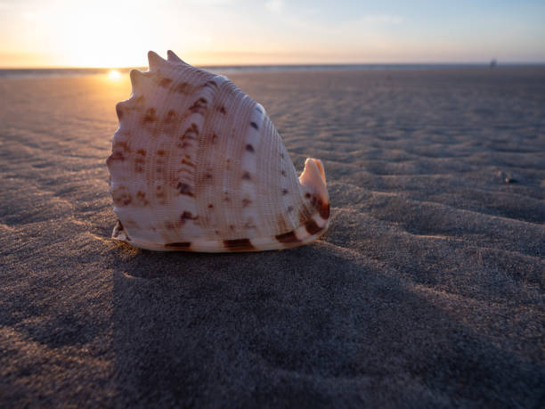 istock seashell on the sea beach 2155575096