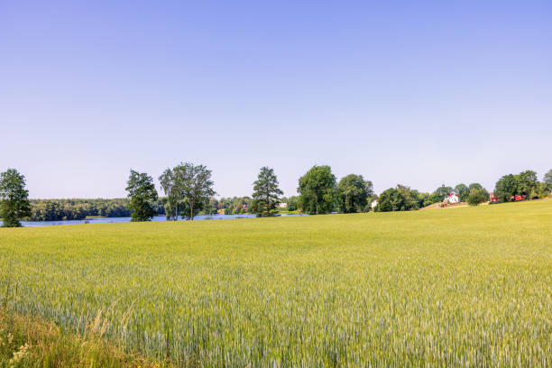 istock View at a cornfield in the countryside by a lake 2155575250