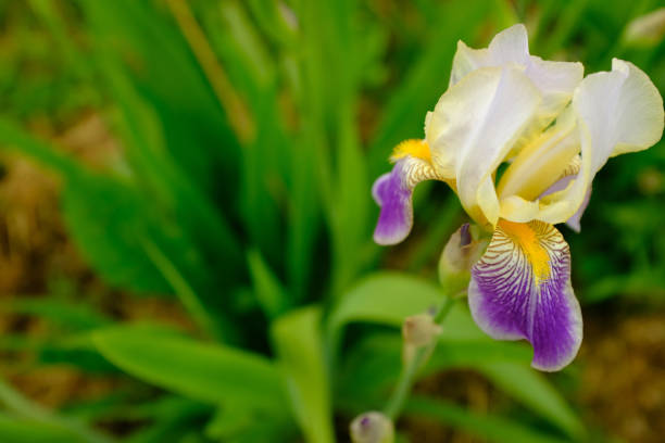 istock Bloom iris flower on blurred green background for publication, design, poster, calendar, post, screensaver, wallpaper, postcard, banner, cover, website. Iris orchid, close-up. High quality photo 2155575384