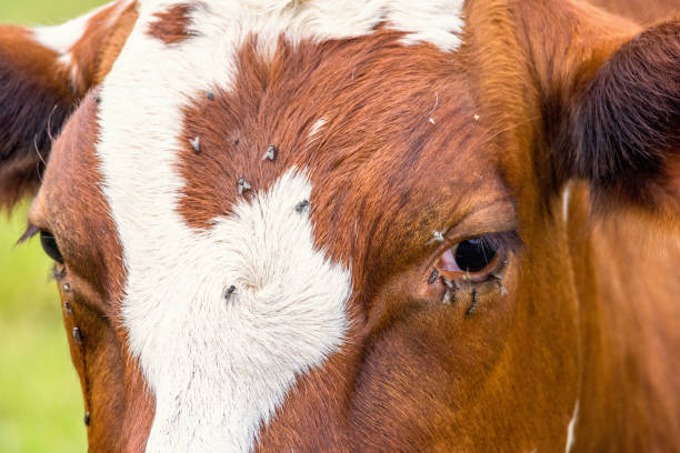 istock Close up at a cow with flies 2155575496