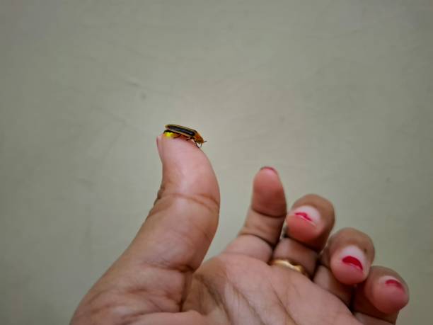 istock Fireflies are a type of insect that can emit clearly visible light at night. This light is produced by 