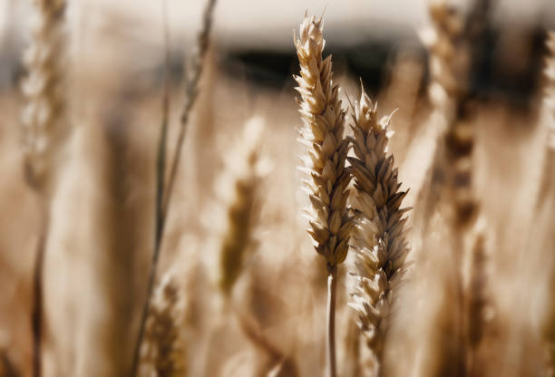 istock Barley field background in sunlight. Bottom view. Agriculture, agronomy, industry concept. Copy space for text or design. 2155577014
