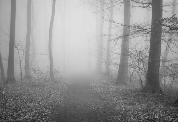 istock The forest in a fog 2155577446
