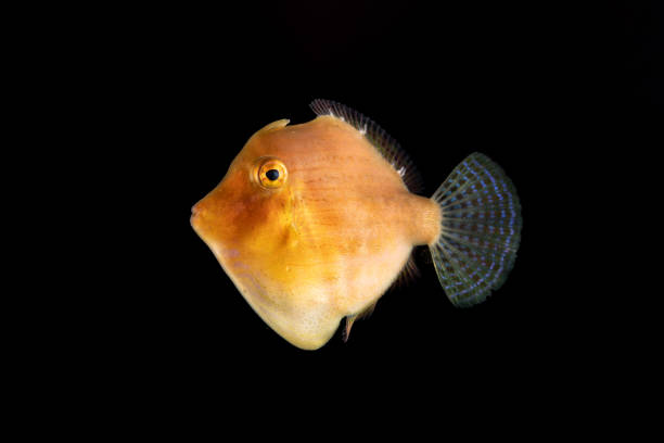 istock Japanese inflator filefish (Brachaluteres ulvarum) juvenile 2155579044