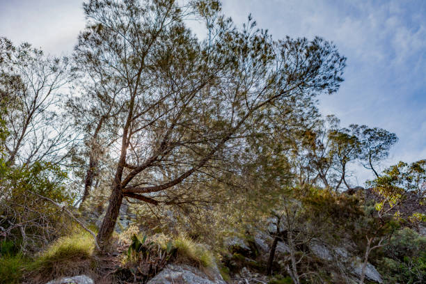 istock Kanangra-Boyd National Park, NSW 2155579066