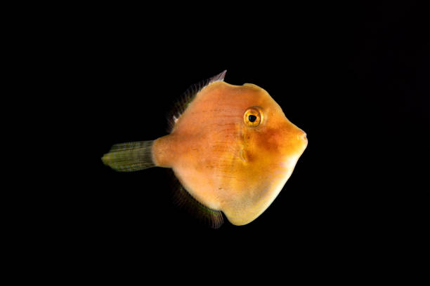 istock Japanese inflator filefish (Brachaluteres ulvarum) juvenile 2155579080