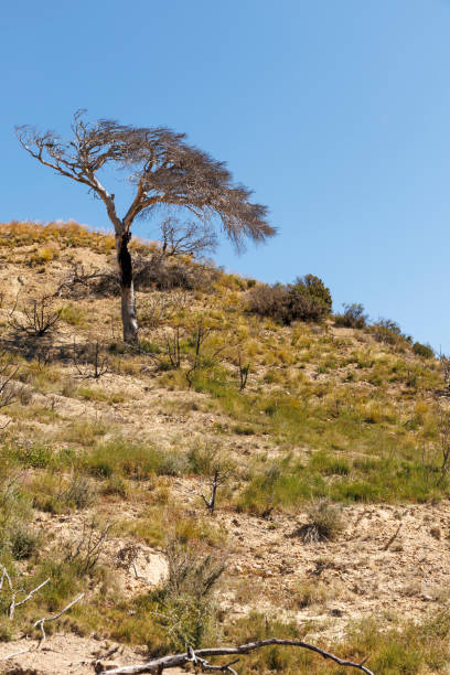 A tree in the Bardenas Reales Natural Park, Spain
