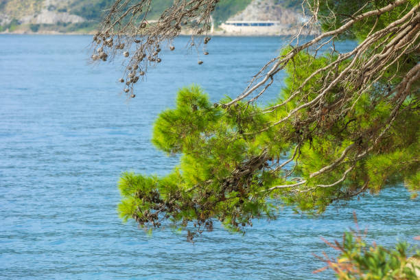 Conifers pine tree branch with cones over azure Adriatic Sea. Summer holiday background
