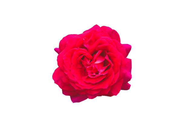 Red rose XXL with clipping path