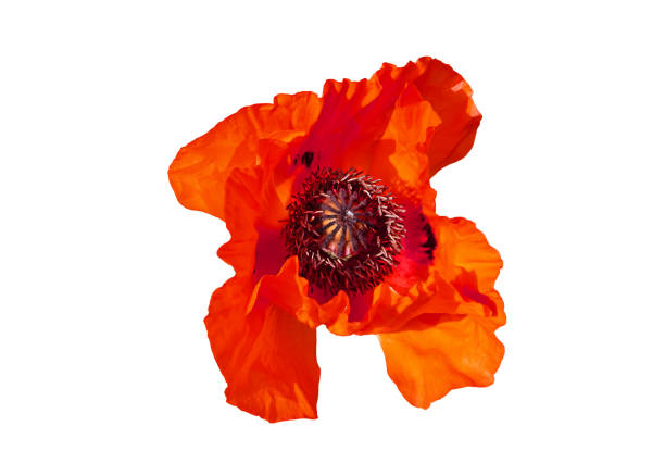 Beautiful bright red poppy flower isolated
