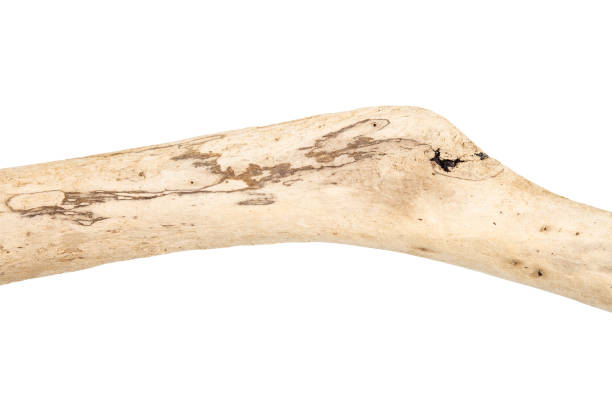istock Part of driftwood isolated on white 2155579521