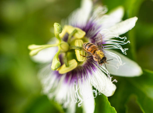 Pianta di Passiflora in fiore