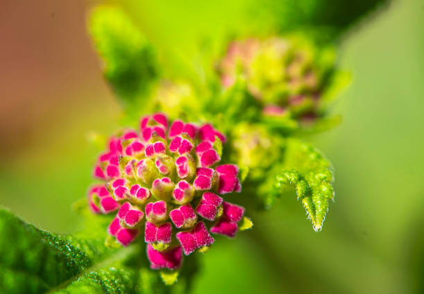 Flowers and plants in Spring High quality photo