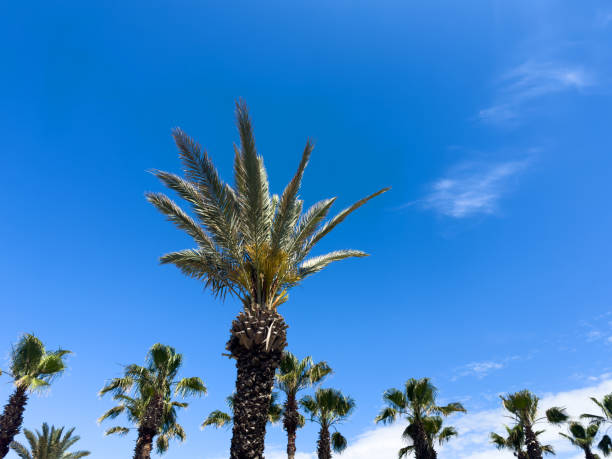 istock Palm tree over blue sky background concept. Beautiful palm tree leaves with blue sky. Palm leaves in the wind 2155579979