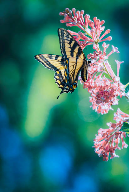 Dans un lilas un papillon tigre du Canada