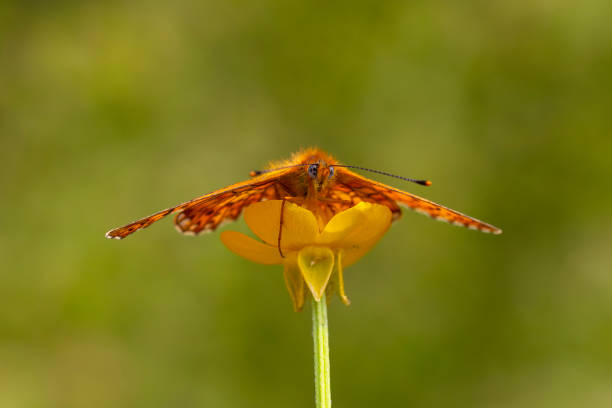 istock Boloria euphrosyne 2155582204