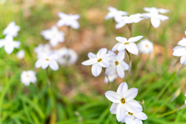 Close up of Ipheion flower