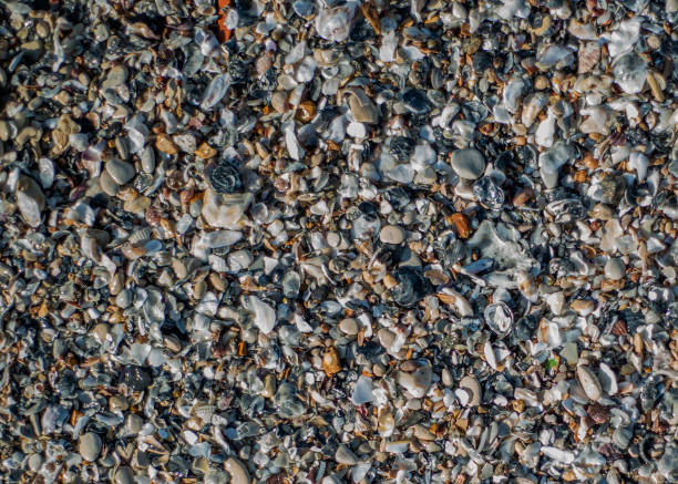 istock Background close up top view of seashells 2155583266