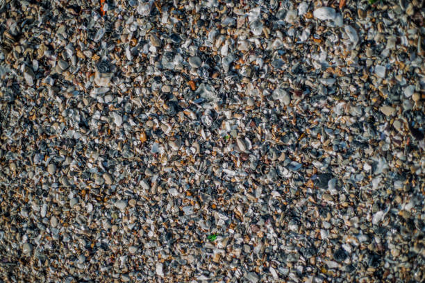 Background close up top view of seashells.
