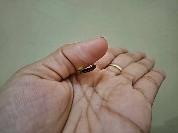 istock Fireflies are a type of insect that can emit clearly visible light at night. This light is produced by 