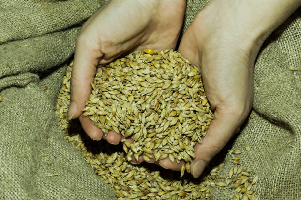 A hand holding a pile of wheat grains, a staple food ingredient used in various cuisines. These seeds can be planted to produce wheat, a valuable source of food