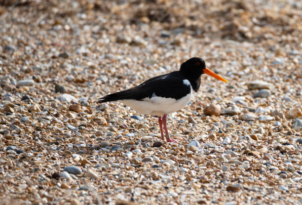 Oystercatcher in a protected area of the Snettisham RSPB sight, in Norfolk, England.