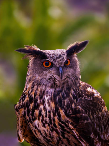 istock Eurasian eagle-owl (Bubo bubo) sitting on a branch 2155586915