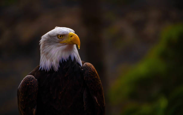 istock The Bald Eagle aka Haliaeetus leucocephalus portrait 2155586961