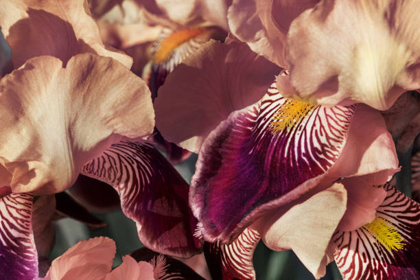 A bright beige iris flower closes up under the sun. Summer fragrant background.