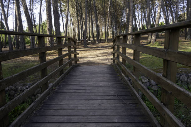 istock Wooden bridge in the forest 2155589701