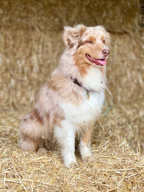 istock Australian shepherd at a farm. 2155590679