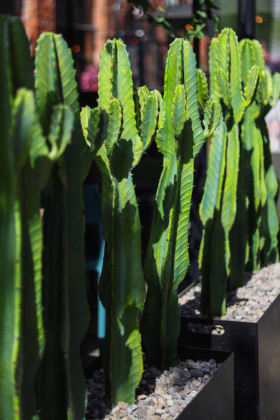 istock Big long cactus in the pots. 2155591209