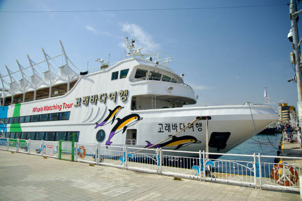 Ulsan, South Korea - March 17th, 2024: A large three-story whale watching tour boat docked near the Jangsaengpo Whale Museum on a sunny day. Dolphins and whale sculptures adorn the sides, adding to the maritime charm.