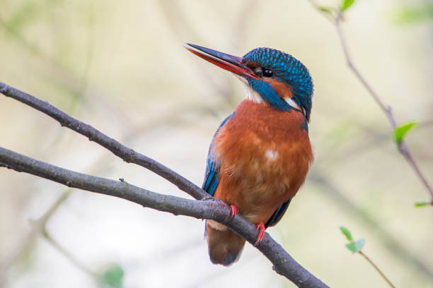 istock Female Common Kingfisher (Alcedo atthis) on branch, the Netherlands 2155594723