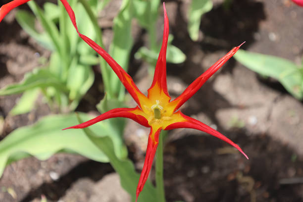 Not all tulips are created the same.  This type displays a star-like shape as it blooms.