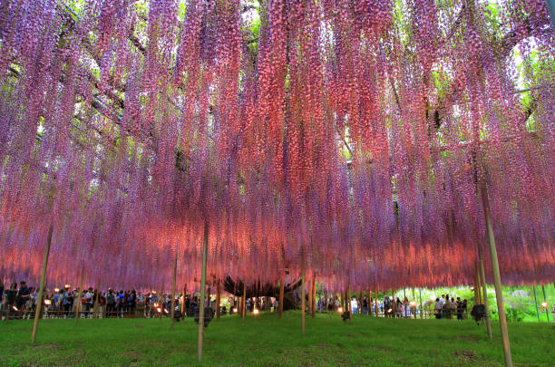 istock Illuminated wisteria trees at Ashikaga Flower Park 2155594928