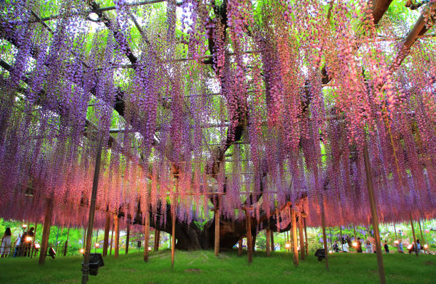 istock Illuminated wisteria trees at Ashikaga Flower Park 2155594934