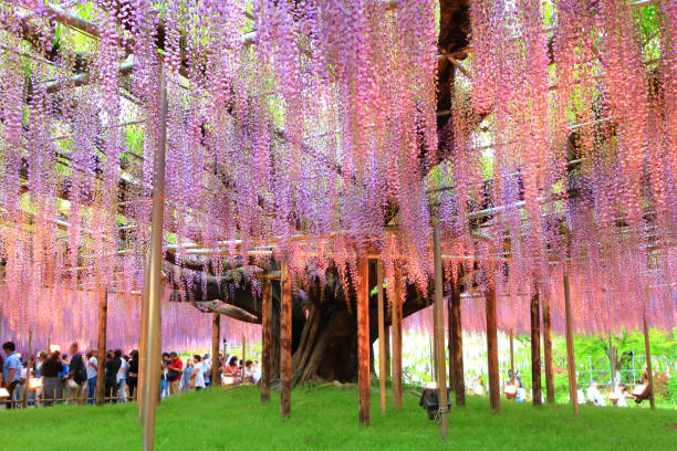 Illuminated wisteria trees at Ashikaga Flower Park