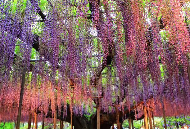 istock Illuminated wisteria trees at Ashikaga Flower Park 2155594972