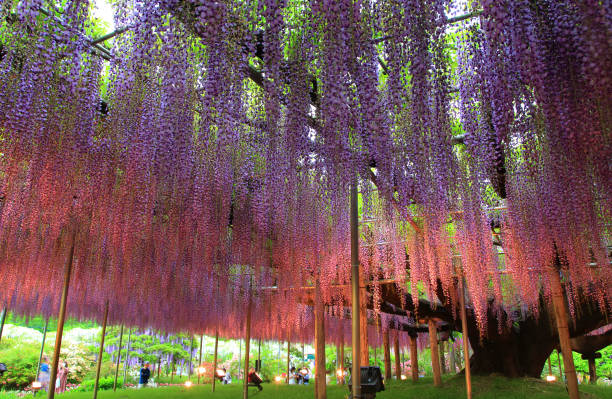 istock Illuminated wisteria trees at Ashikaga Flower Park 2155594983